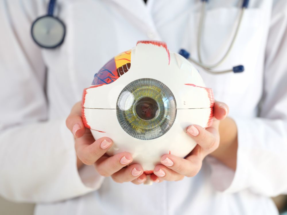 Modelo anatômico do olho humano em mãos médicas, utilizado para explicar como doenças da retina do olho tem cura ou controle clínico.